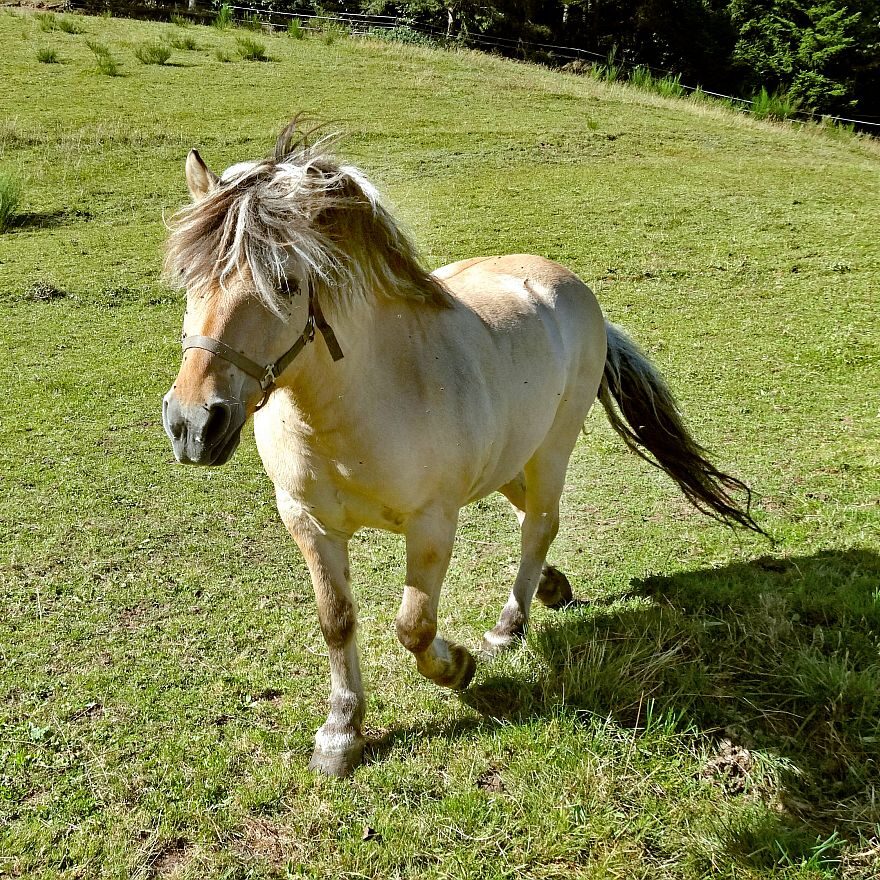 Tiere Ferien auf dem Berg 3