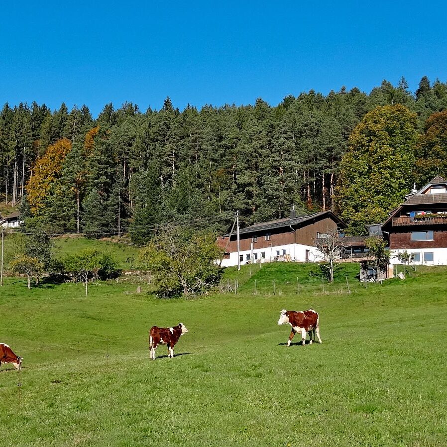 Tiere Ferien auf dem Berg 4