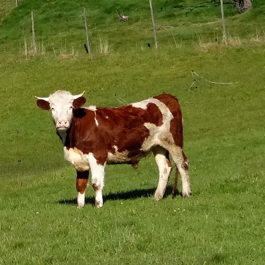 Tiere Ferien auf dem Berg 5